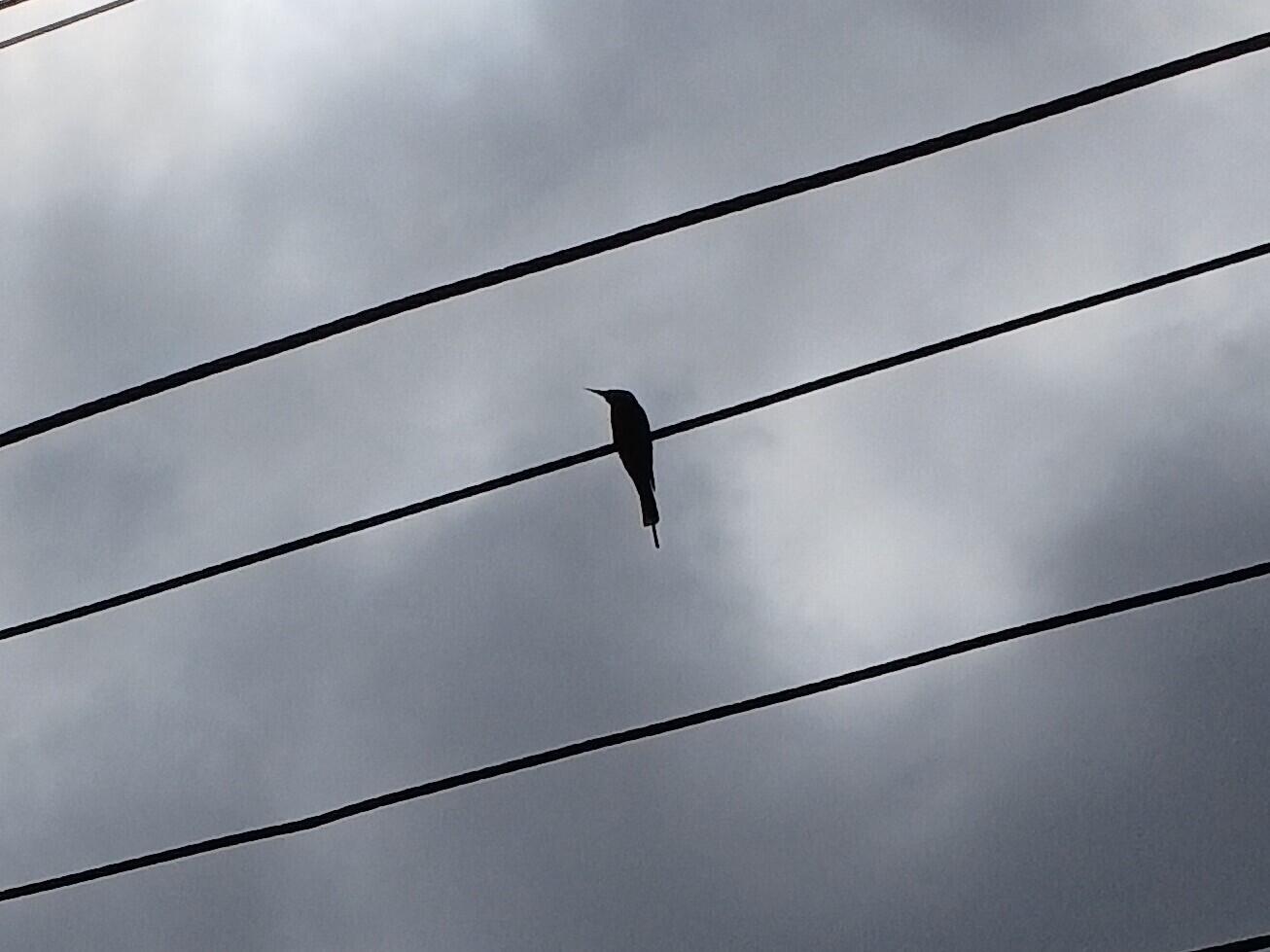Silhouette of an Asian Green Bee-Eater