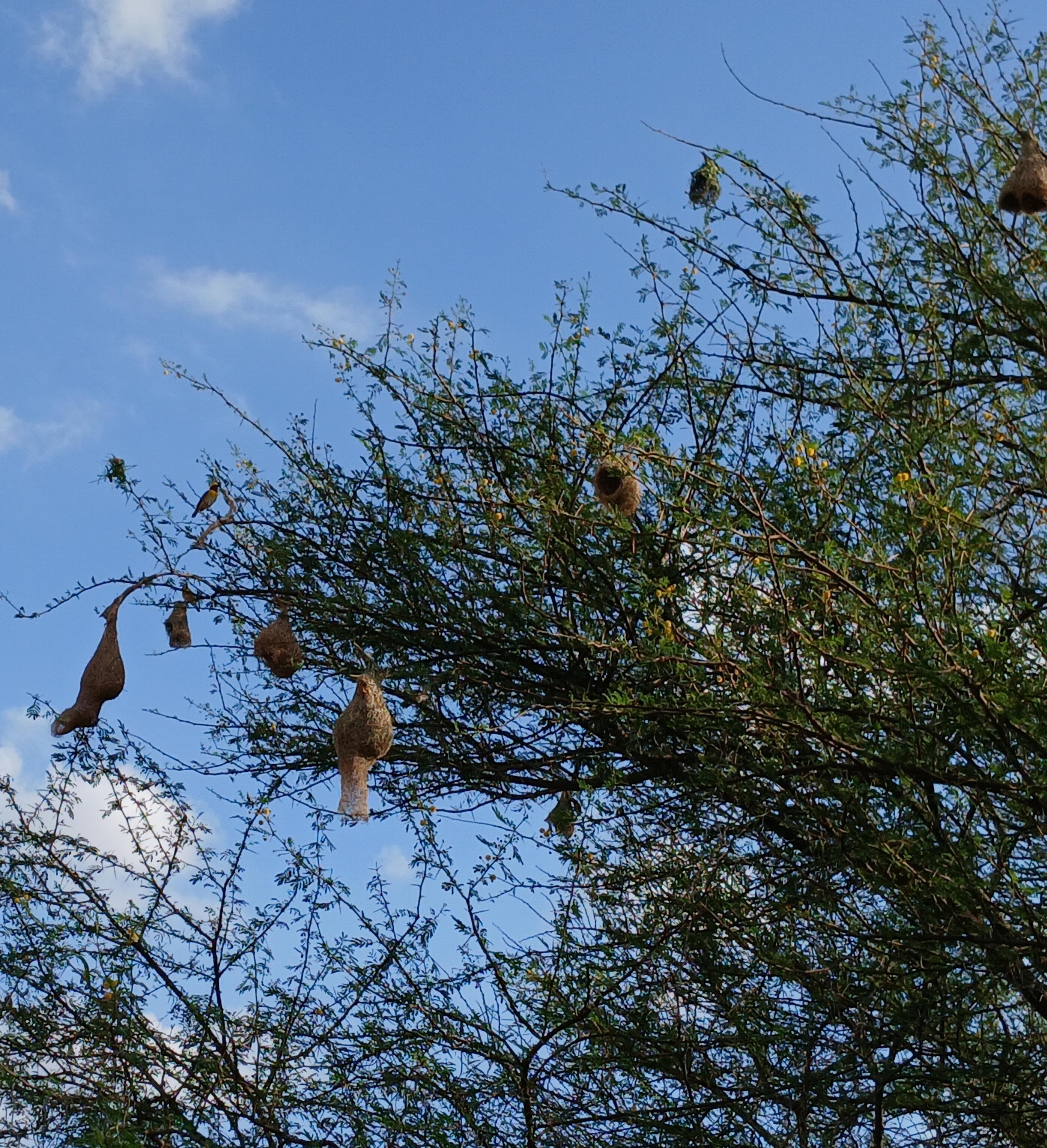 Baya Weavers and their nests
