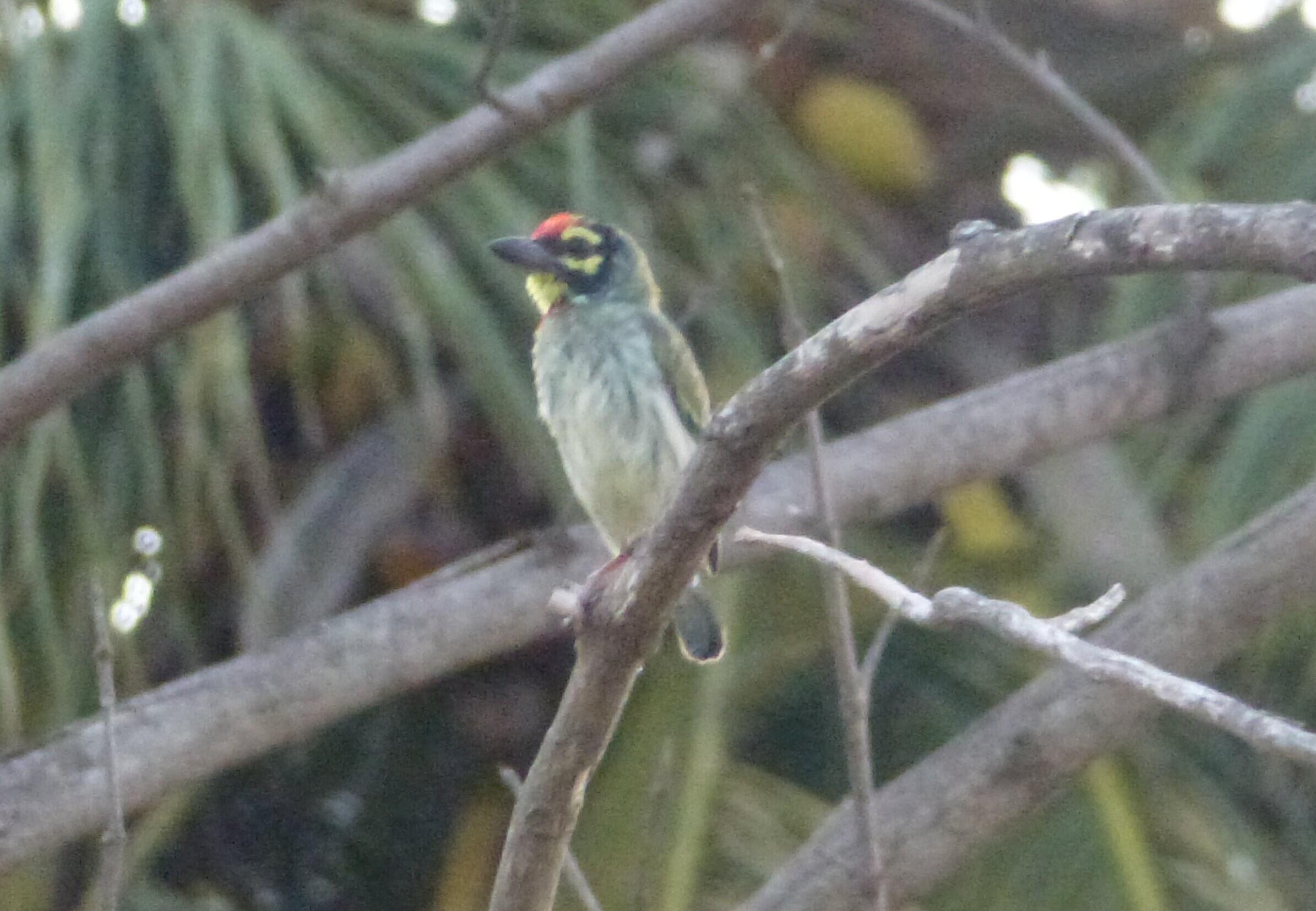 Coppersmith Barbets are regular visitors of the trees around this lake