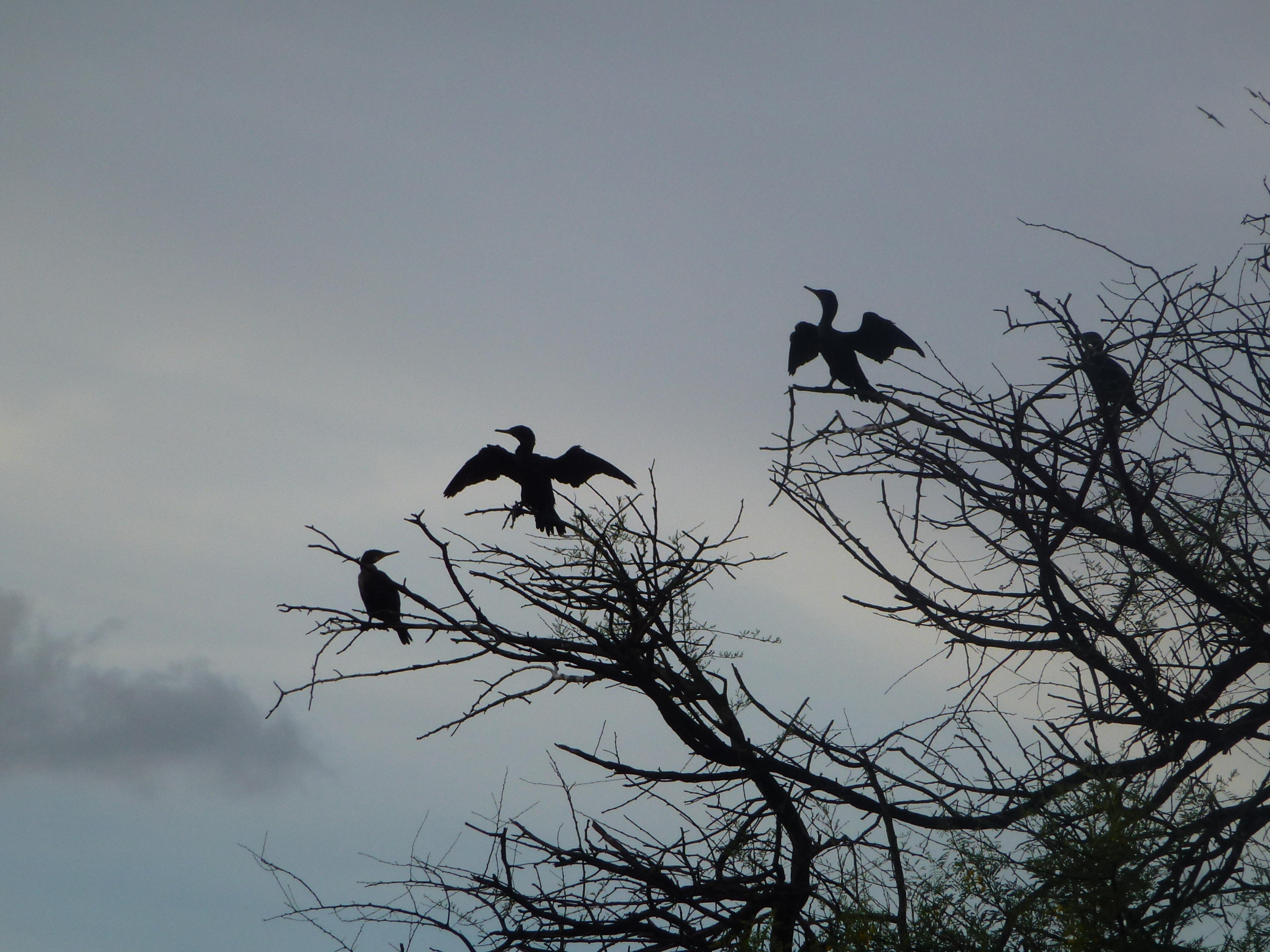 Indian Cormorants in a horaltic pose