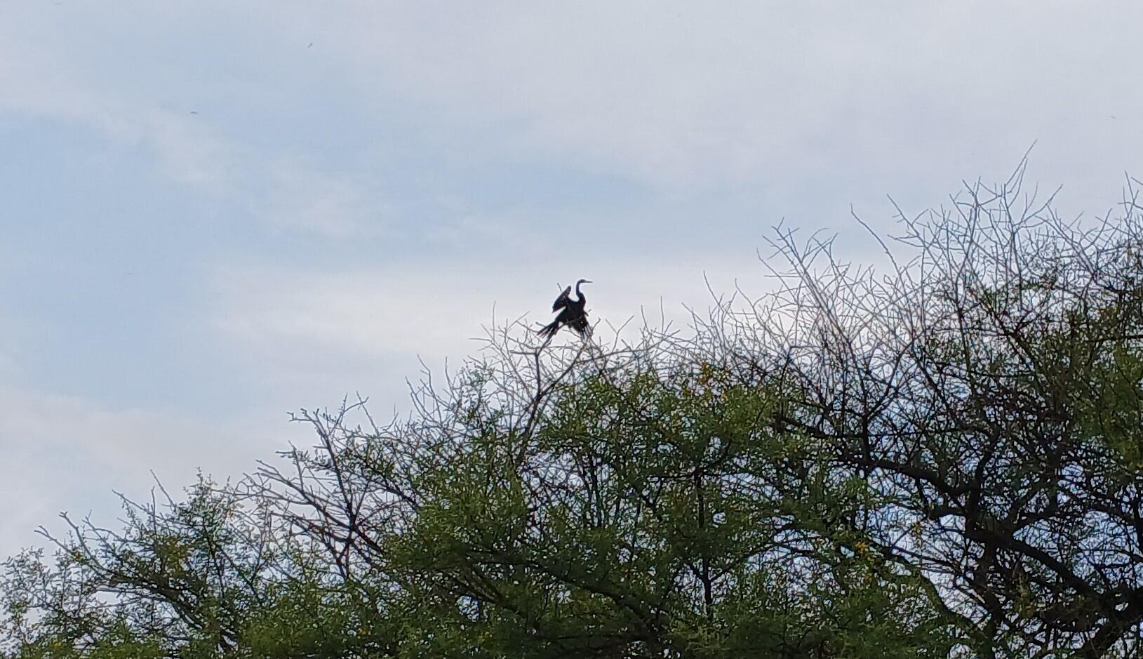 An Oriental Darter in a horaltic pose
