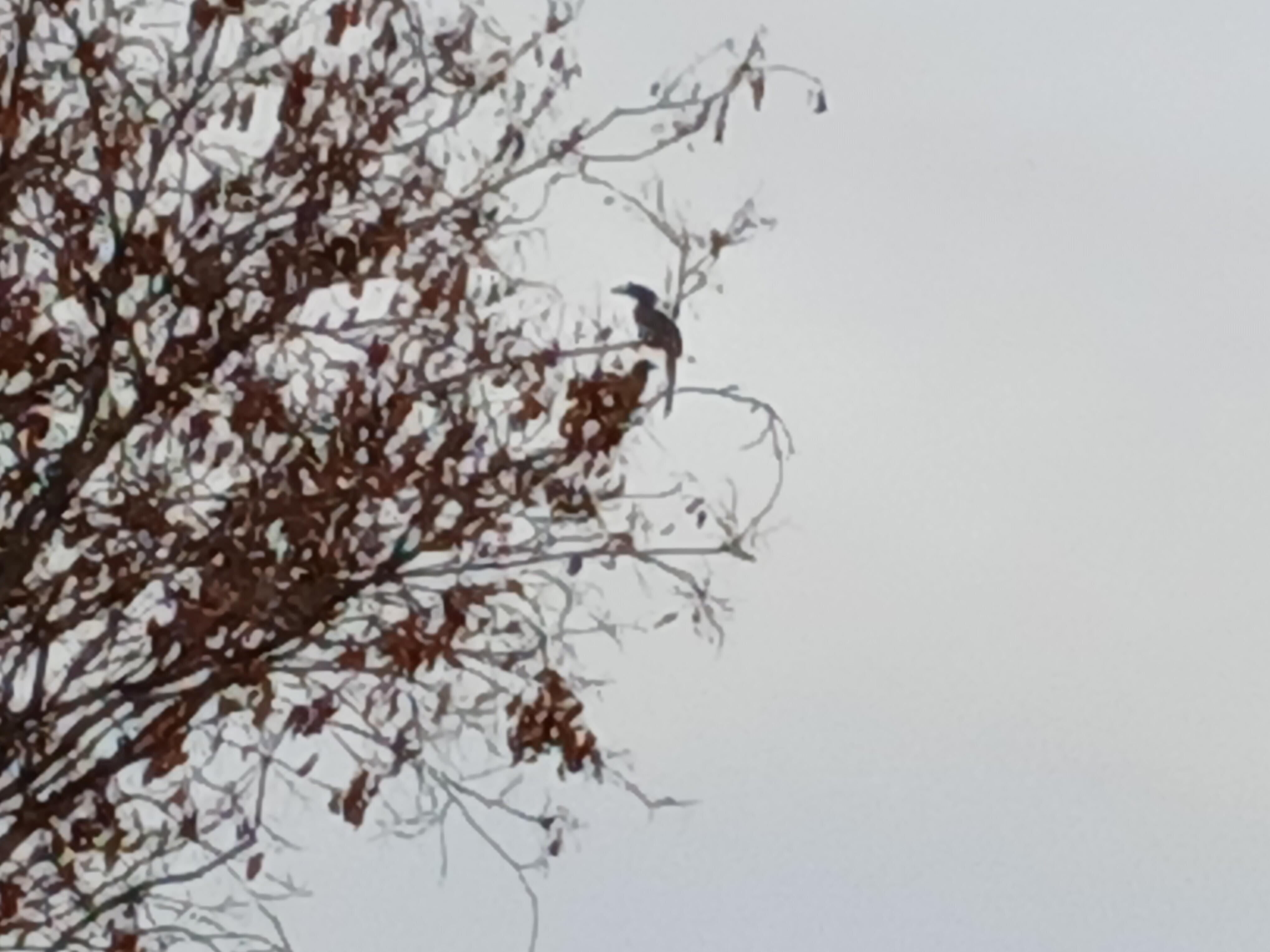 I could only capture the silhouette of an Indian Grey Hornbill on my phone