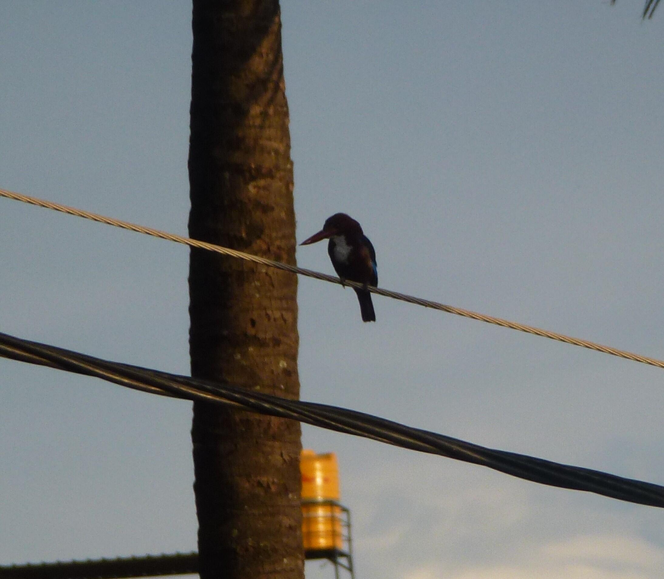 A White-throated Kingfisher chilling on a wire near the lake