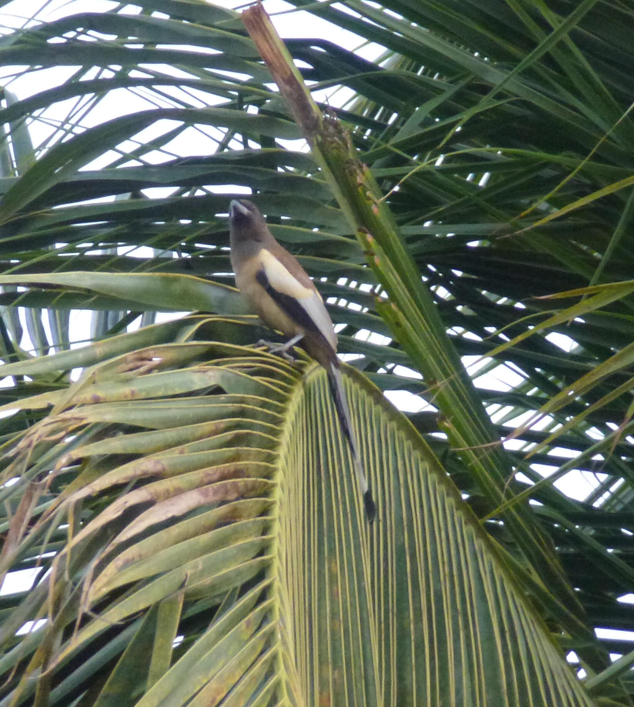 Rufous Treepies are fairly common at this lake