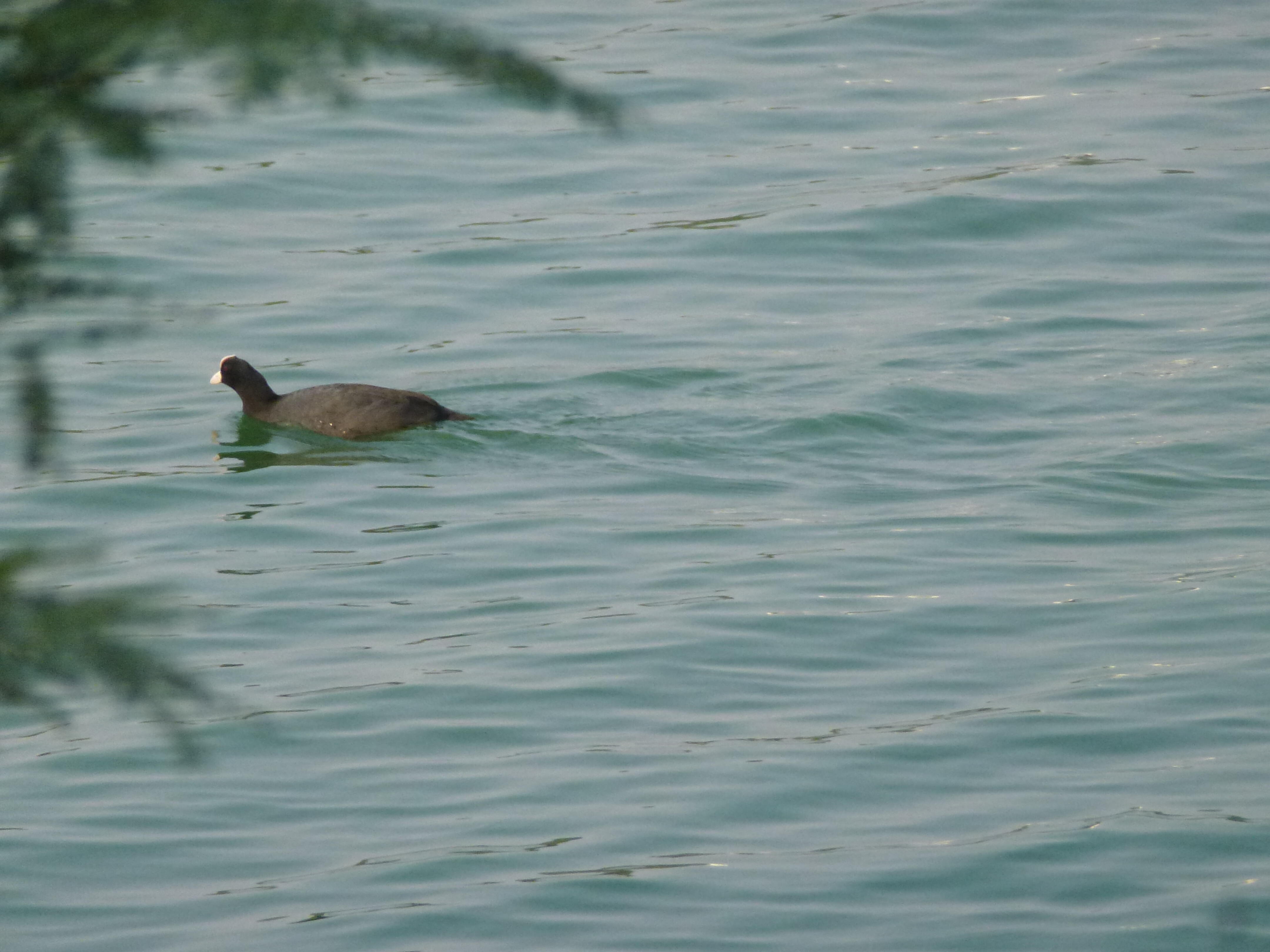 A Eurasian coot