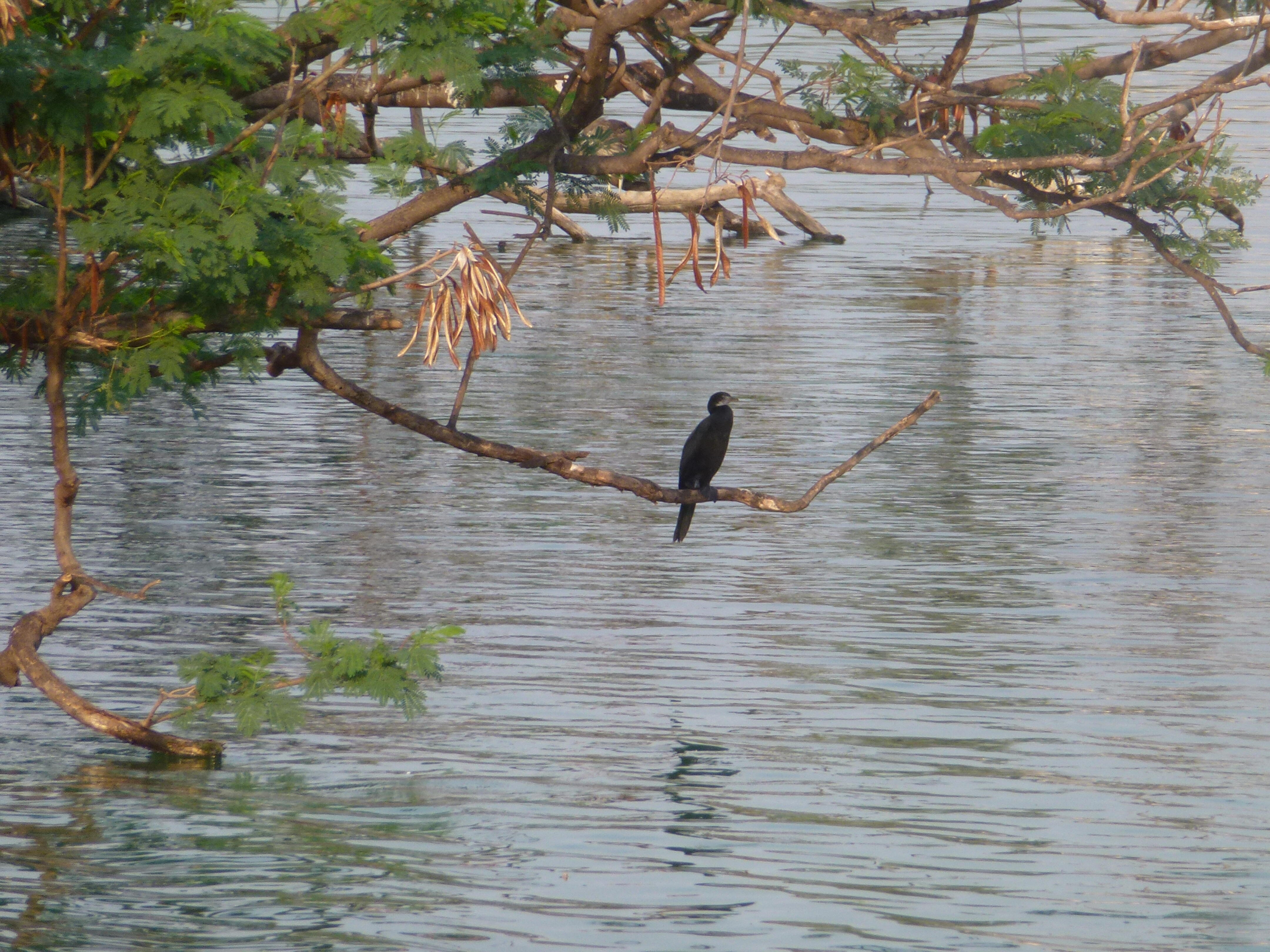A lone Indian Cormorant
