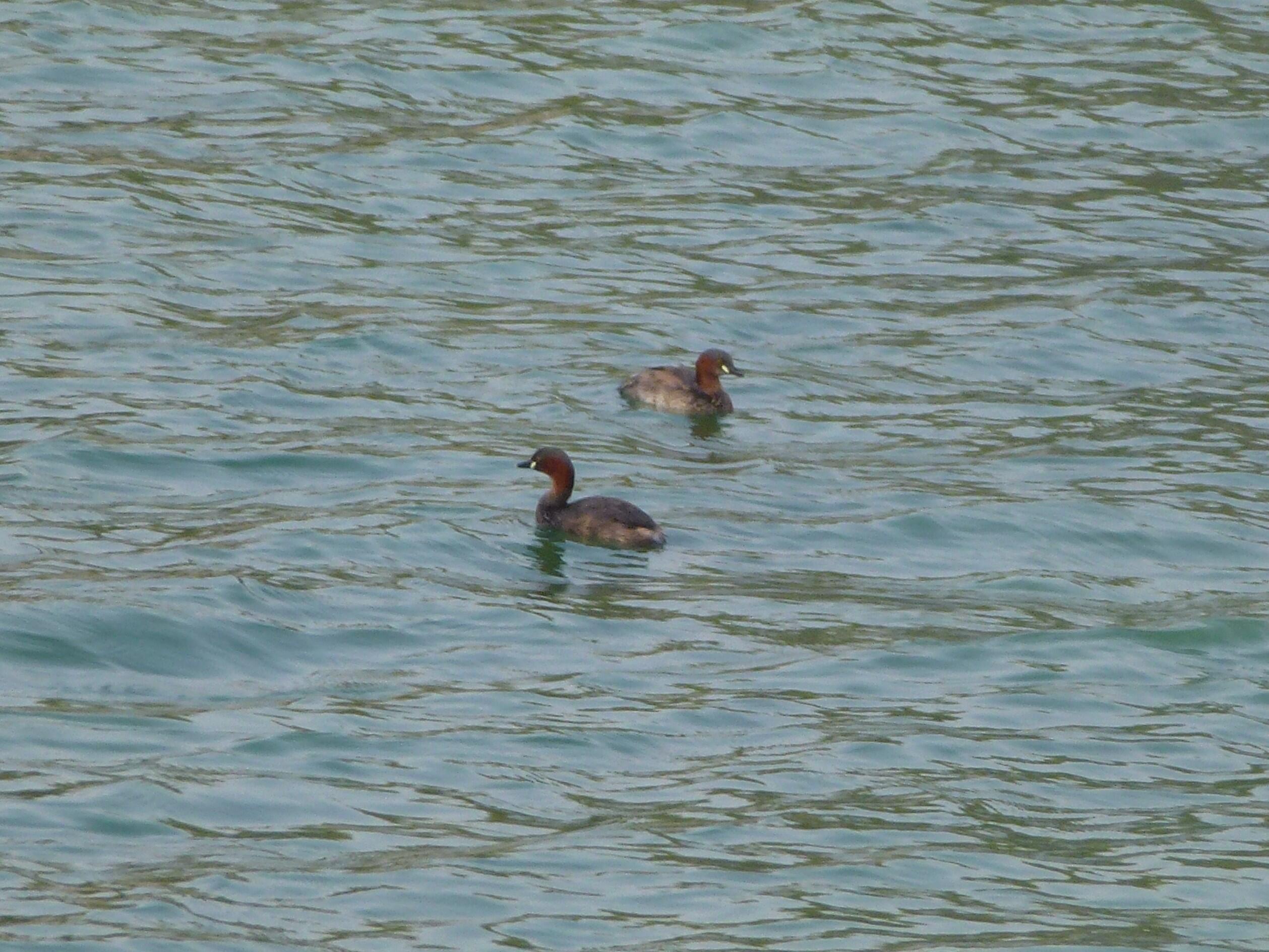 A pair of Little Grebes