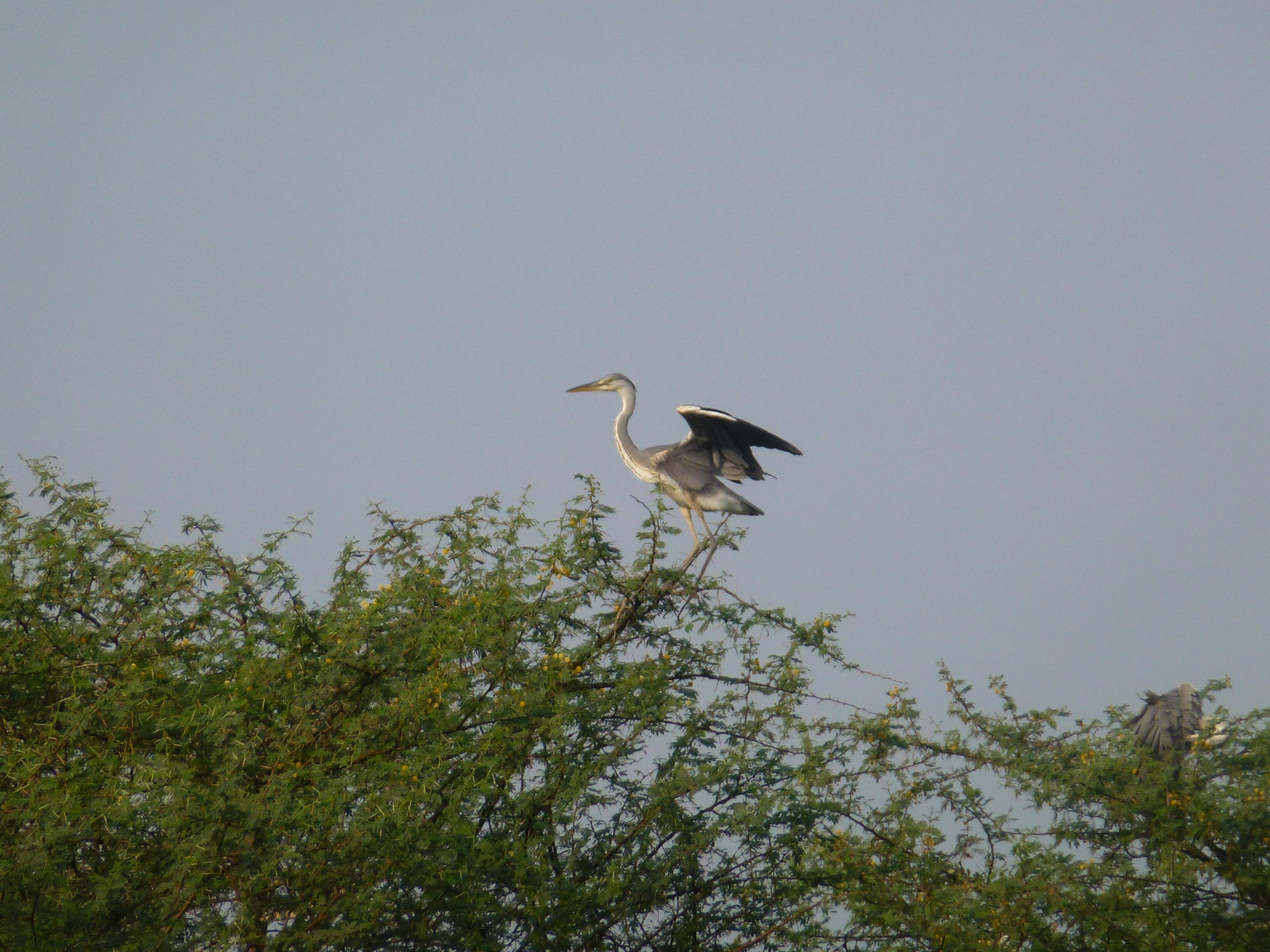 A Grey Heron taking off