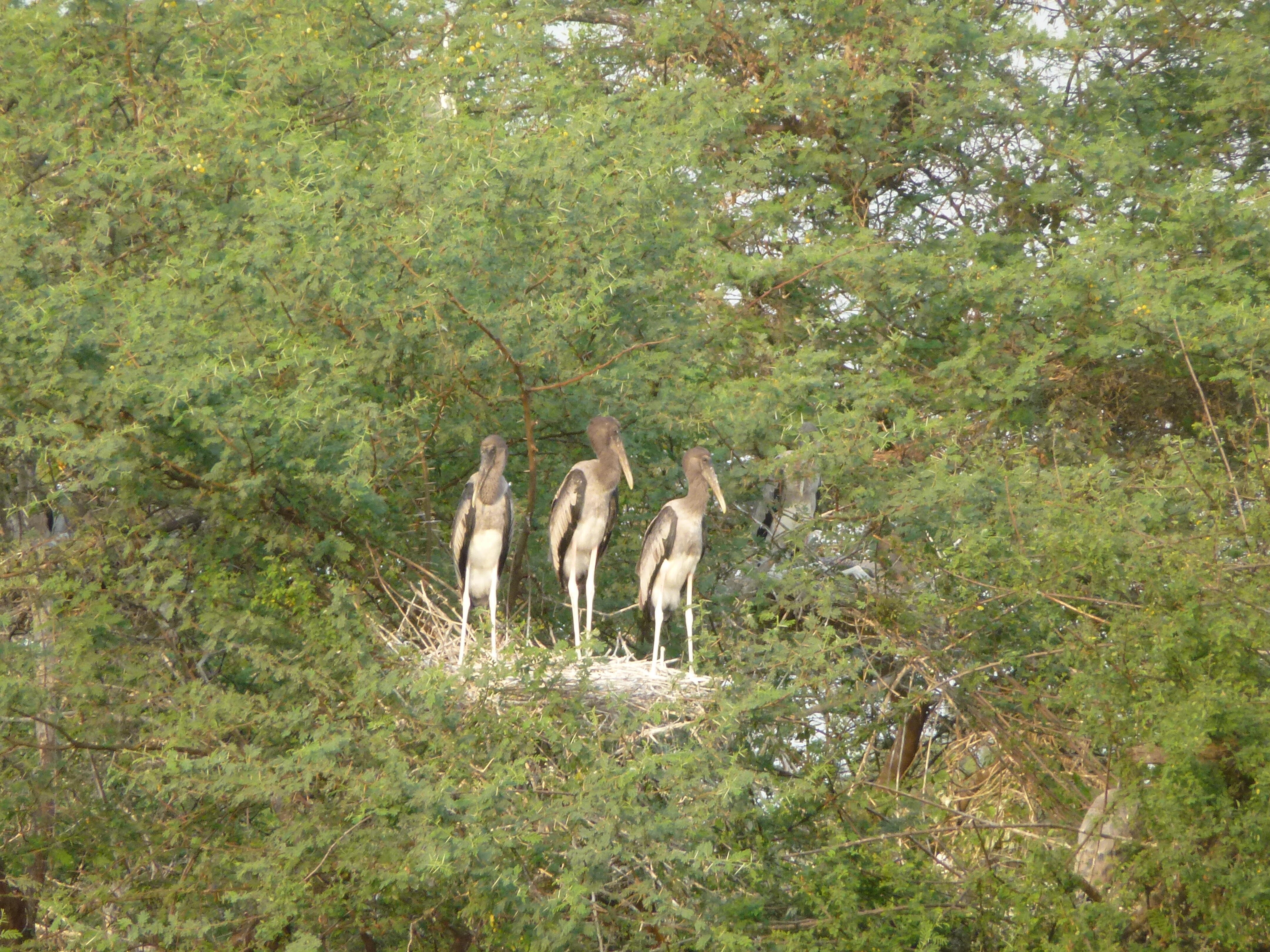 Juvenile Painted Storks on their nest