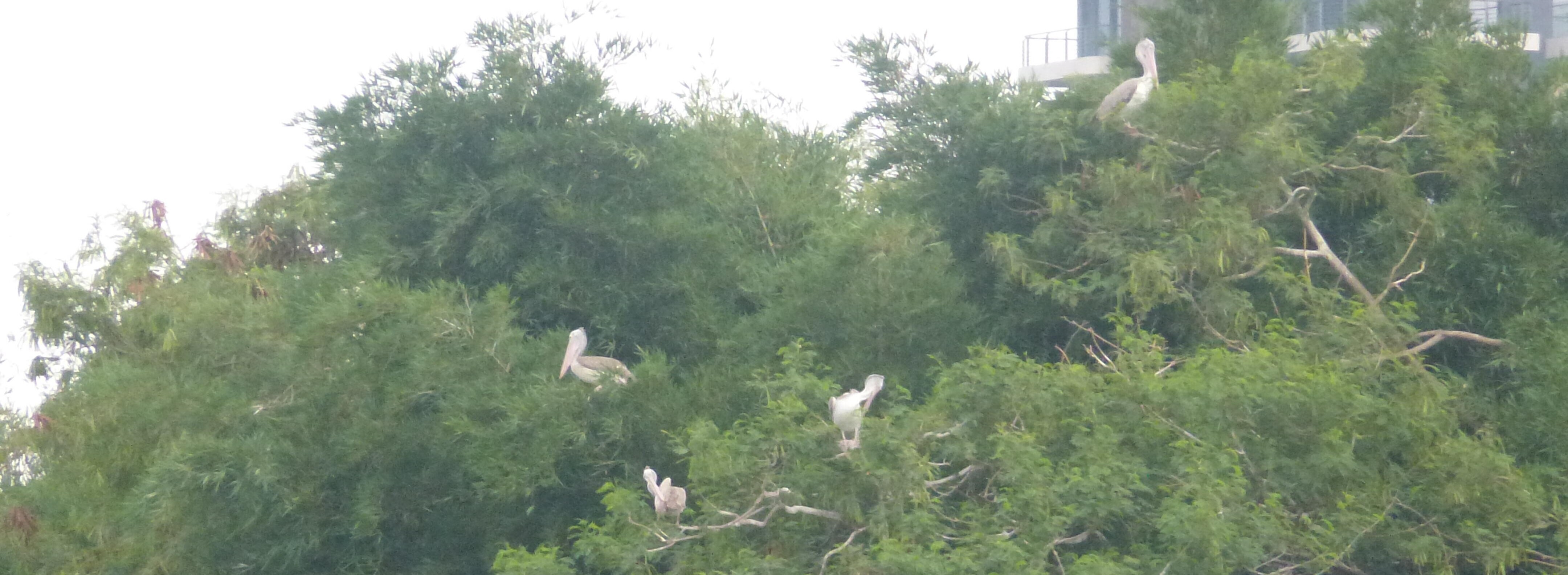 Few Spot-billed Pelicans