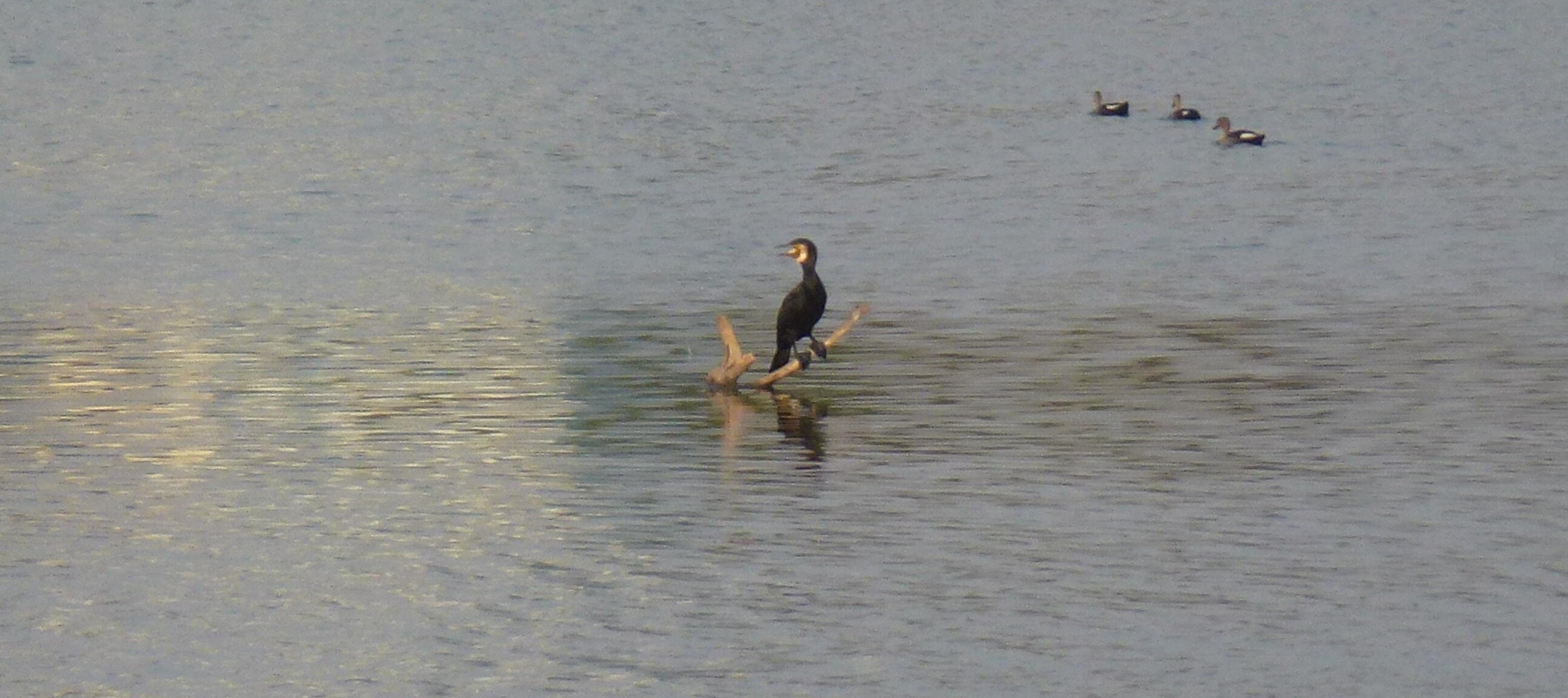 A Great Cormorant
