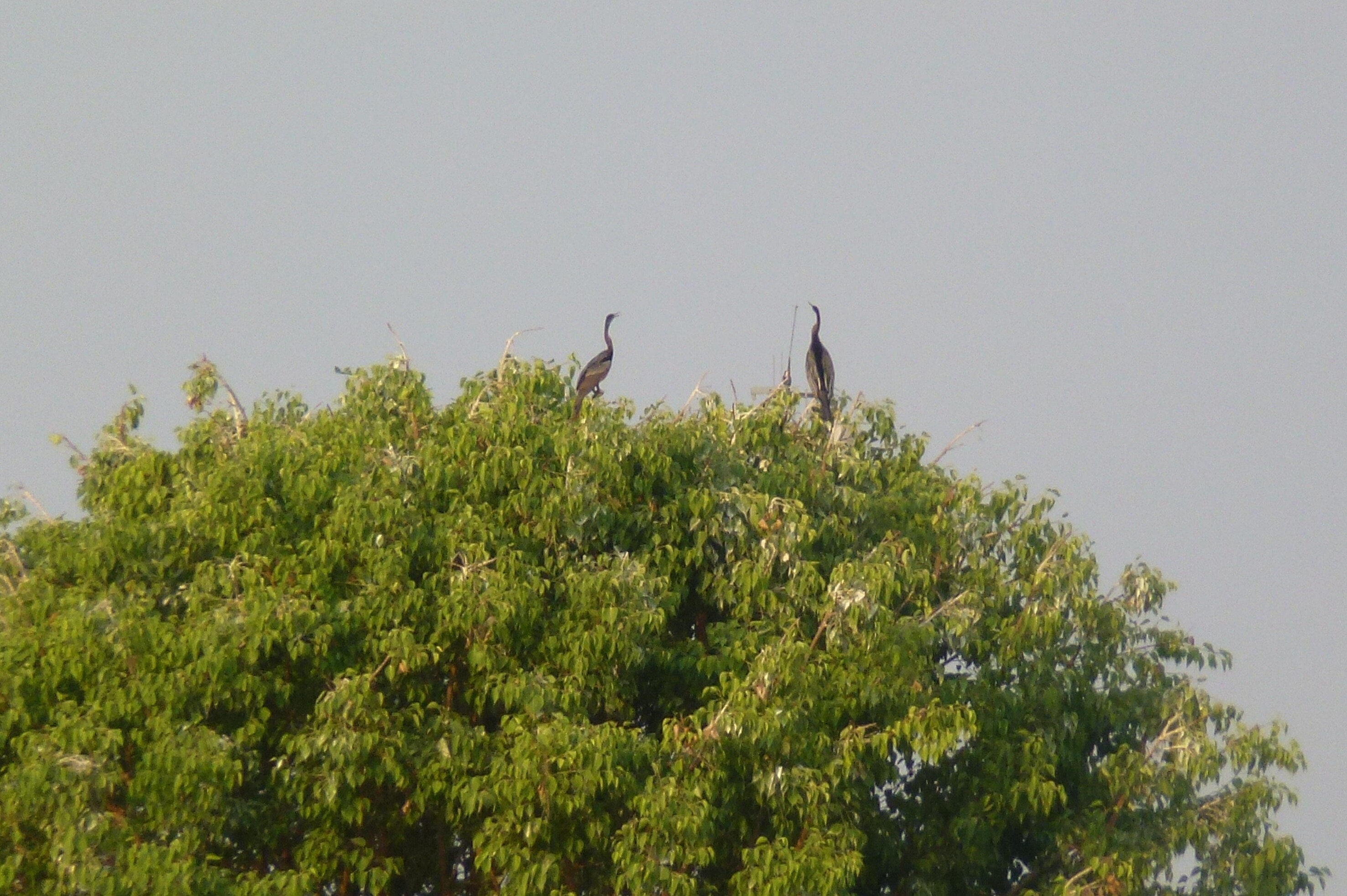 A pair of Oriental Darters perched atop the foliage of the island