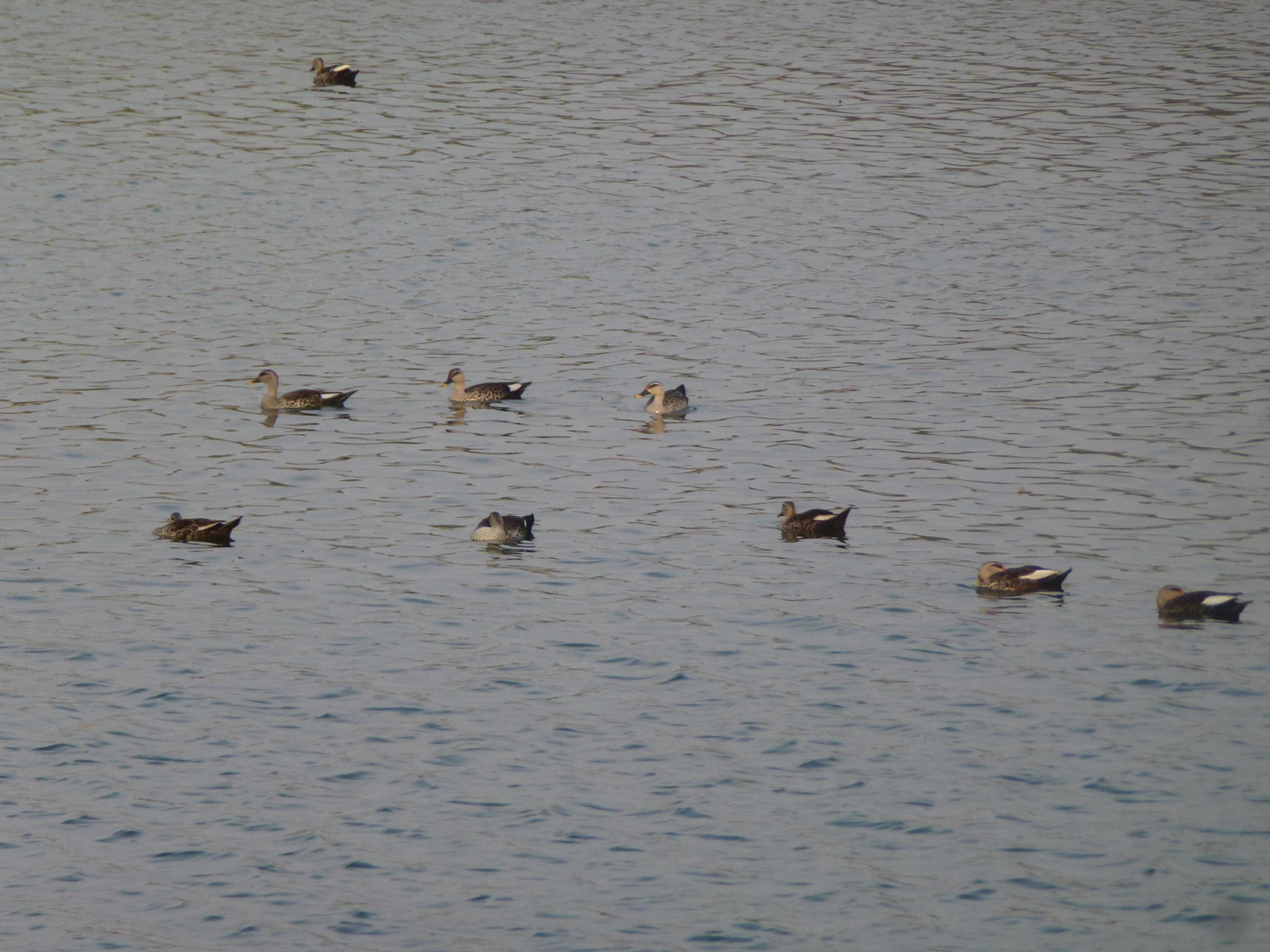 A flock of Indian Spot-billed Ducks