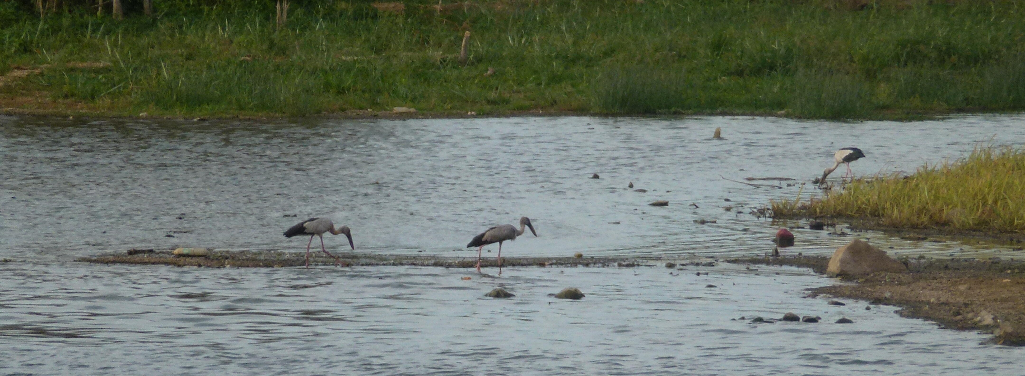 A group of Asian Openbills foraging at the edge of the lake