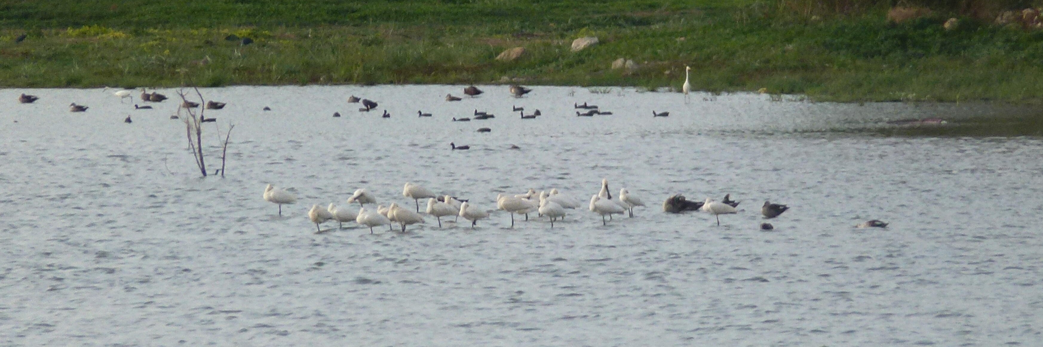 A flock of Eurasian Spoonbills busy preening themselves